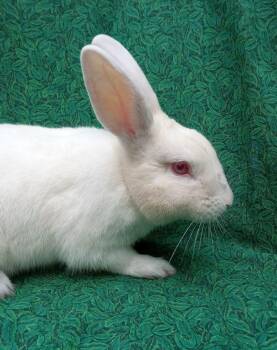 Steadbun -  Florida White Rabbit for Adoption in Goleta, California - Steadbun | PetCurious