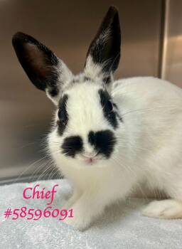 Rescue Rex Rabbits for Adoption in Wilkes-barre, Pennsylvania - Chief | PetCurious