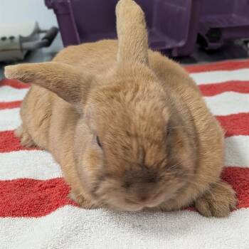 Bunny Rabbit Rabbits Available for Adoption in Camarillo, California - A881142 | PetCurious