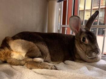 Bunny Rabbit Rabbits Available for Adoption in Colorado Springs, Colorado - JOSEPHINE | PetCurious