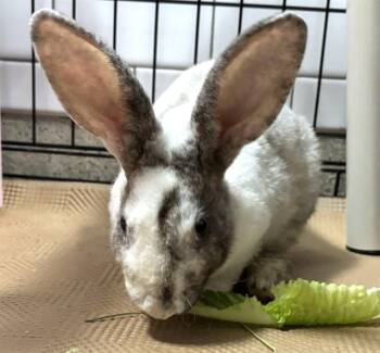 SWEET TART -  Mini Rex Rabbit for Adoption in Brewster, Massachusetts - SWEET TART | PetCurious