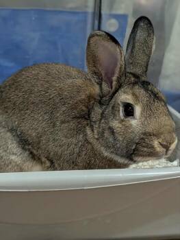Rescue Bunny Rabbit Rabbits for Adoption - Duke - The Escape Artist | PetCurious
