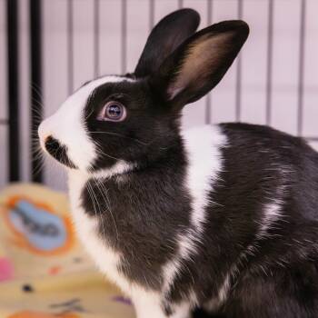 Rescue New Zealand Rabbits for Adoption in Mentor, Ohio - Wasabi | PetCurious