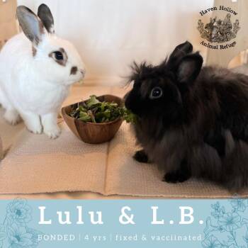 Rescue Jersey Wooly Rabbits for Adoption in Shelley, Idaho - L.B. (Bonded To Lulu) | PetCurious