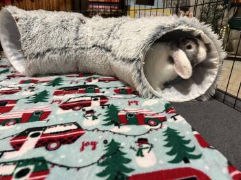 Rescue Lop Eared Rabbits for Adoption in Little Rock, Arkansas - Moo | PetCurious