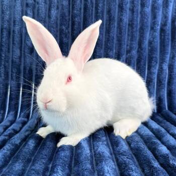 Rescue Bunny Rabbit Rabbits for Adoption in Camarillo, California - SHASTA | PetCurious