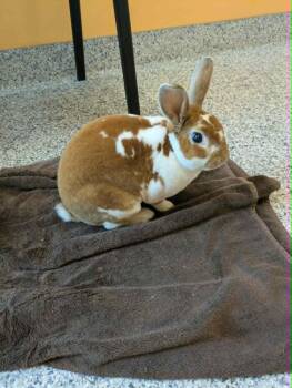 Peanut Butter -  Mini Rex Rabbit for Adoption in Melbourne, Florida - Peanut Butter | PetCurious