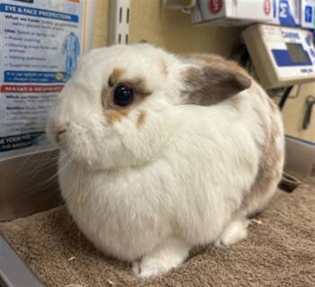 JASMINE -  Bunny Rabbit Rabbit for Adoption in Fort Myers, Florida - JASMINE | PetCurious