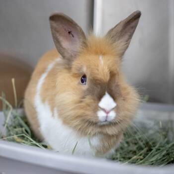 Rumble -  Lionhead Rabbit for Adoption in San Diego, California - Rumble | PetCurious