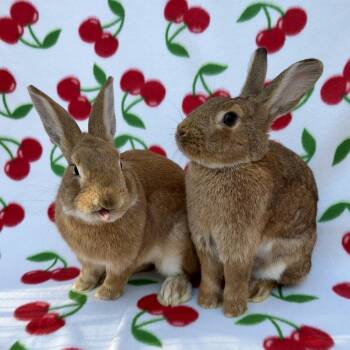 Esquire (Bonded to Flame) -  American Rabbit Available for Adoption in Gainesville, Florida - Esquire (Bonded To Flame) | PetCurious