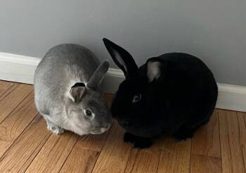 Indy and Lola -  Bunny Rabbit Rabbit for Adoption in Lee
