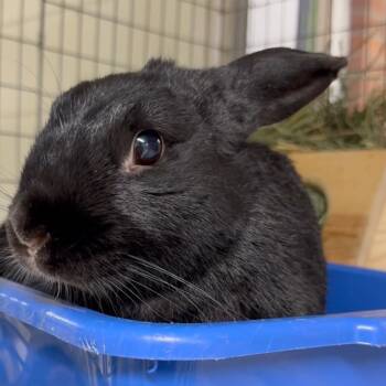 Rescue Bunny Rabbit Rabbits for Adoption in Mill Valley, California - Margot | PetCurious