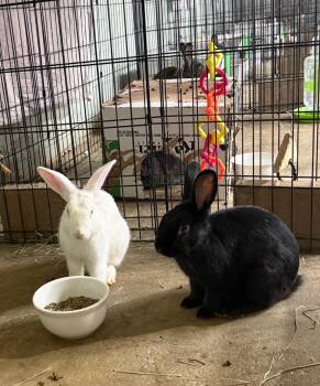 Mahomes & Brady -  Bunny Rabbit Rabbit for Adoption in Las Vegas, Nevada - Mahomes & Brady | PetCurious