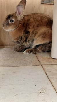 Bun Bun -  Mini Rex Rabbit for Adoption in Cincinnati, Ohio - Bun Bun | PetCurious