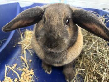 Mini Lop Rabbits Available for Adoption - Sienna | PetCurious