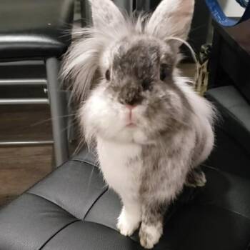 Lionhead Rabbits Available for Adoption in South Elgin, Illinois - Lola - Home To Home | PetCurious