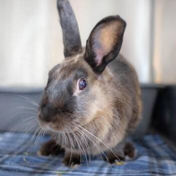 Ashley -  American Sable Rabbit for Adoption in San Diego, California - Ashley | PetCurious