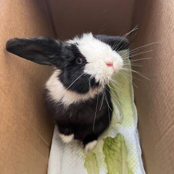 American Rabbits Available for Adoption in Pasadena, California - Tomato | PetCurious