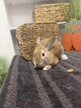 Seymour -  Bunny Rabbit Rabbit for Adoption in San Tan Valley, Arizona - Seymour | PetCurious