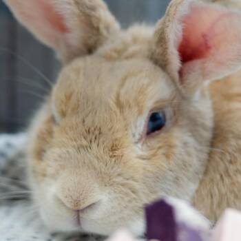 Santos -  Palomino Rabbit for Adoption in Kennesaw, Georgia - Santos | PetCurious
