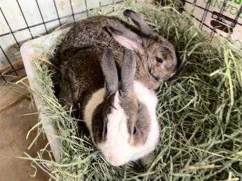 Willy & Lily -  Bunny Rabbit Rabbit for Adoption in Las Vegas, Nevada - Willy & Lily | PetCurious
