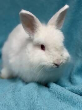 Poco -  Angora Rabbit Rabbit for Adoption in Edinburg, Pennsylvania - Poco | PetCurious