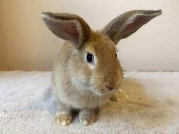 Fawn -  Flemish Giant and Lionhead Rabbit for Adoption in Westford, Massachusetts - Fawn | PetCurious