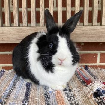 Rescue Dutch and Lionhead Rabbits for Adoption in Baltimore, Maryland - Beau | PetCurious