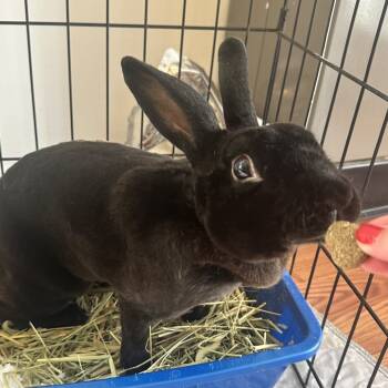 Rescue American Rabbits for Adoption in Chicago, Illinois - Xylophone | PetCurious