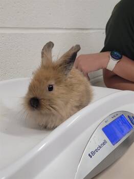 Rescue Bunny Rabbit Rabbits for Adoption in St. Peters, Missouri - SAM | PetCurious