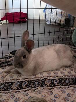 Bunny Rabbit Rabbits Available for Adoption in Colorado Springs, Colorado - DAWN | PetCurious