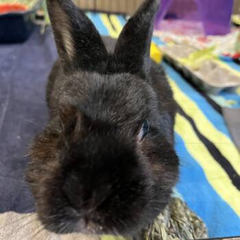 Leo -  Rex and American Rabbit for Adoption in Bedford, New Hampshire - Leo | PetCurious
