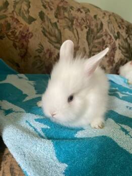 Rescue Lionhead Rabbits for Adoption in Santa Cruz, California - Alex | PetCurious