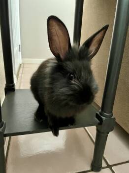 Rescue Lionhead Rabbits for Adoption in Wekiwa Springs, Florida - Mumfee | PetCurious