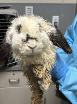 CHEESE CAKE -  Bunny Rabbit Rabbit for Adoption in Las Vegas, Nevada - CHEESE CAKE | PetCurious