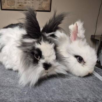 Princess -  Lionhead Rabbit for Adoption in Gansevoort, New York - Princess | PetCurious