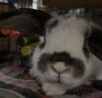 Rescue Holland Lop Rabbits for Adoption in Kalamazoo, Michigan - Julibun Roberts | PetCurious