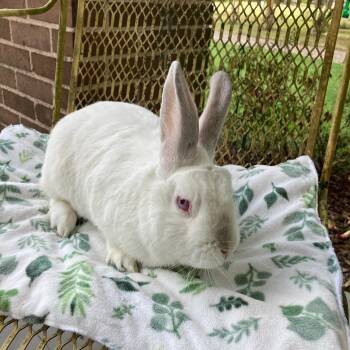 Rescue American Rabbits for Adoption in Ponchatoula, Louisiana - Swab | PetCurious