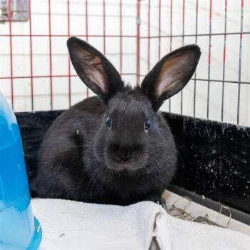 Mini Rex Rabbits Available for Adoption - BANDIT | PetCurious