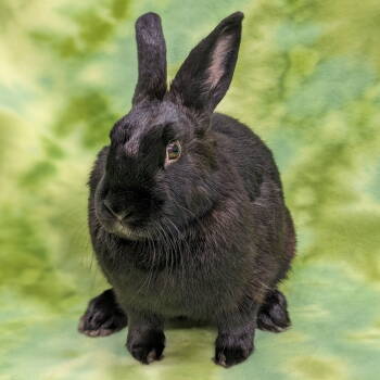 Rescue American Rabbits for Adoption in Antioch, California - Babs | PetCurious
