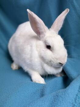 Morticia -  New Zealand Rabbit for Adoption in Edinburg, Pennsylvania - Morticia | PetCurious