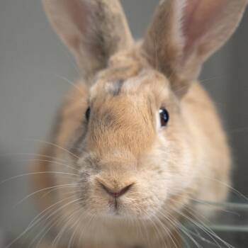 Hibiscus -  Harlequin Rabbit for Adoption in Kennesaw, Georgia - Hibiscus | PetCurious
