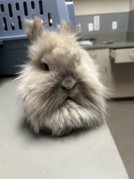 Bunny Rabbit Rabbits Available for Adoption in Las Vegas, Nevada - DIFFEN | PetCurious