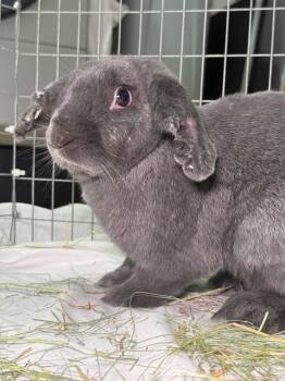 Our Good Boy Max -  New Zealand Rabbit for Adoption in Pflugerville, Texas - Our Good Boy Max | PetCurious