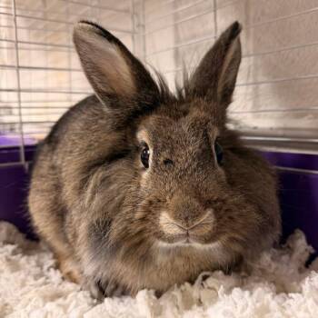 Frankie -  Lionhead Rabbit for Adoption in Kennesaw, Georgia - Frankie | PetCurious