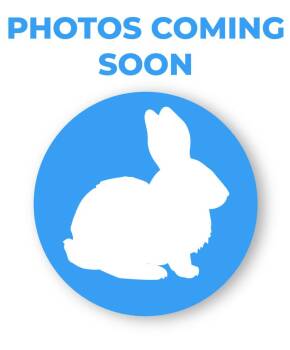 Rescue Rex Rabbits for Adoption in Encinitas, California - Bun Jovi | PetCurious