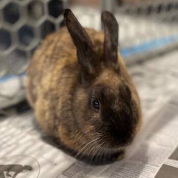 Quinn -  Rex Rabbit for Adoption in Stafford, Virginia - Quinn | PetCurious