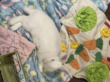 Rescue New Zealand Rabbits for Adoption in Brighton, Colorado - Ruby | PetCurious