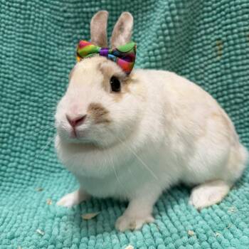 Mavis -  Bunny Rabbit Rabbit for Adoption in Gansevoort, New York - Mavis | PetCurious