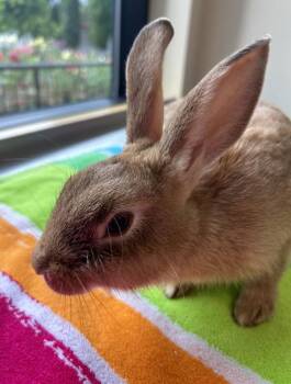 Squirtle -  New Zealand Rabbit for Adoption in Portland, Oregon - Squirtle | PetCurious